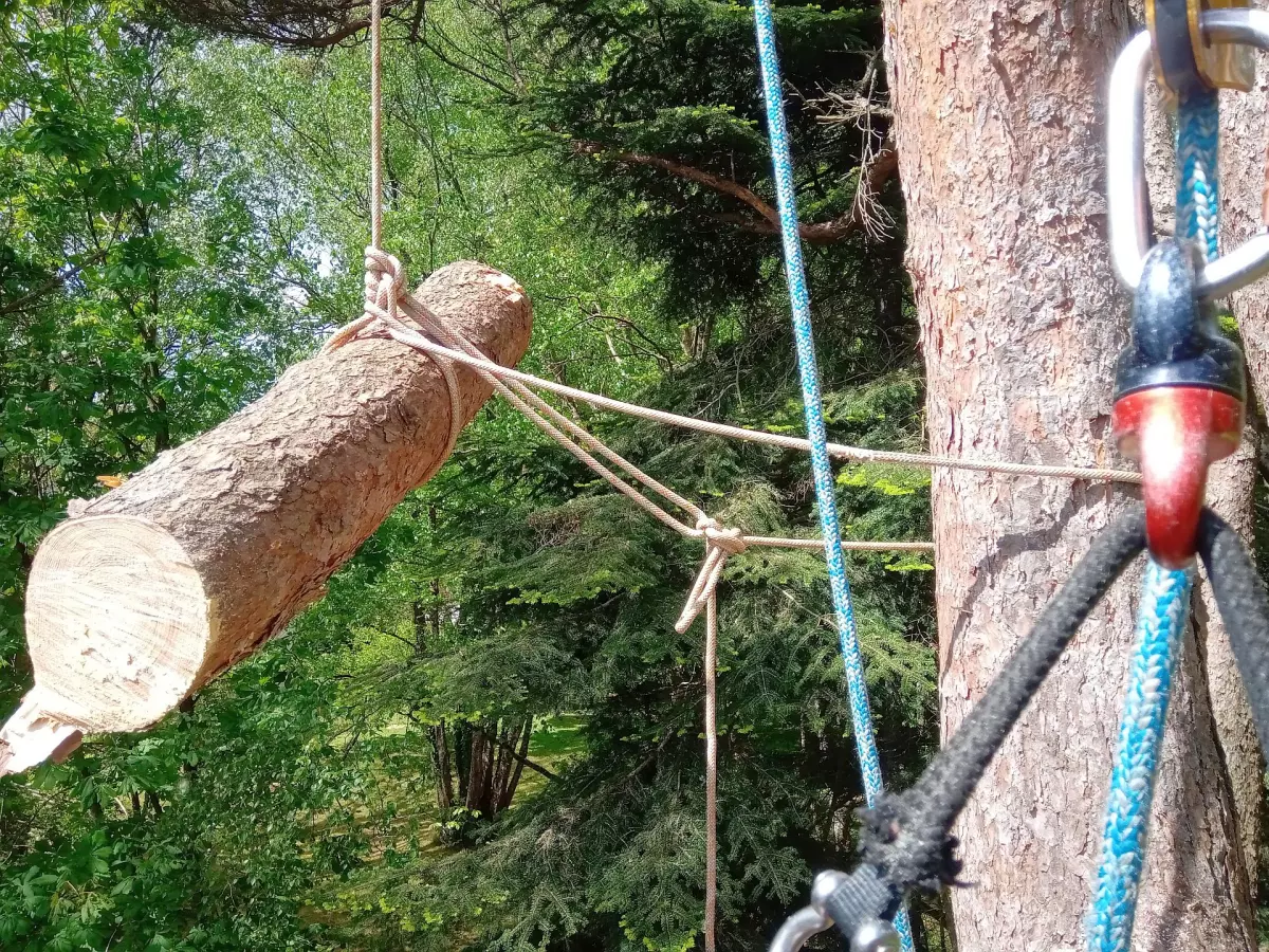 Evacuation de branches depuis la cime d'un arbre